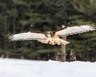 2018-02-11_48249_WTA_5DM4 Canadian Raptor Conservancy