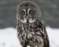 2018-02-11_48353_WTA_5DM4 Canadian Raptor Conservancy