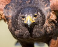 2022-04-03_064509_WTA_R5 Center for Birds of Prey Charleston, SC Harris Hawk