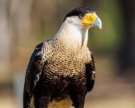 2022-04-03_064936_WTA_R5 Center for Birds of Prey Charleston, SC Crested Caracara
