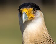 2022-04-03_065068_WTA_R5 Center for Birds of Prey Charleston, SC Crested Caracara