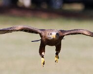 2022-04-03_066009_WTA_R5 Center for Birds of Prey Charleston, SC