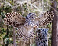 2022-04-03_066948_WTA_R5 Center for Birds of Prey Charleston, SC Ural Owl