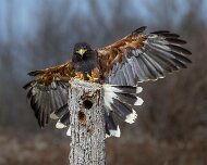 2022-11-28_164996_WTA_R5 Canadian Raptor Conservancy