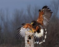 2022-11-28_165018_WTA_R5 Canadian Raptor Conservancy