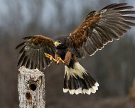 2022-11-28_165160_WTA_R5 Canadian Raptor Conservancy