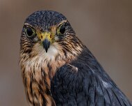 2022-11-28_166760_WTA_R5 Canadian Raptor Conservancy