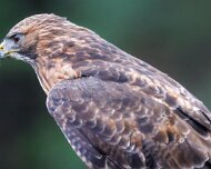 2022-11-28_166981_WTA_R5 Canadian Raptor Conservancy