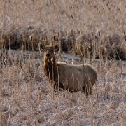 2024-04-21_380728_WTA_R5 2024 Road Trip - Day 20 Grand Teton National Park, located in northwestern Wyoming, has a rich history that dates back to the indigenous peoples who first...