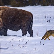 2025-01-21_013414_WTA_R5m2-Edit Yellowstone - Day 1