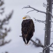 2025-01-21_297036_WTA_R5m2 Yellowstone - Day 1